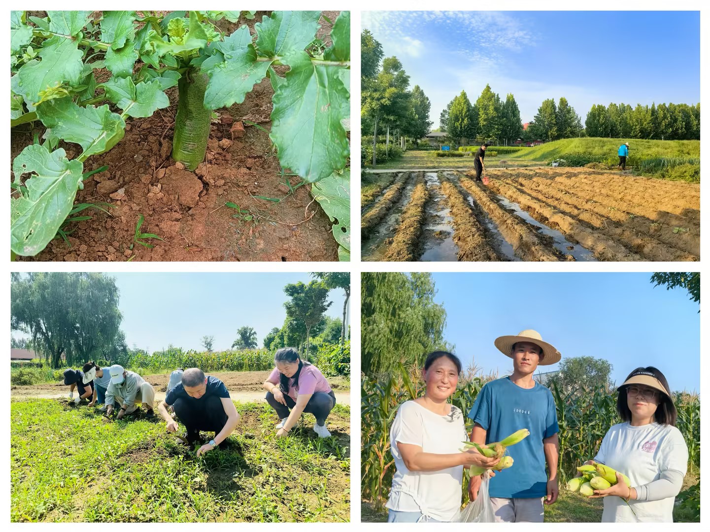 新澳门免费公开资料大全