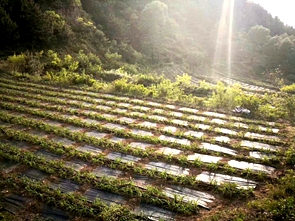 新澳门免费公开资料大全