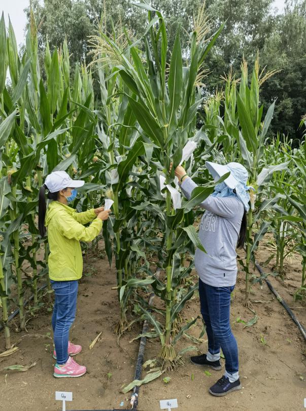 新澳门免费公开资料大全