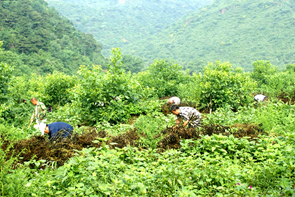 新澳门免费公开资料大全